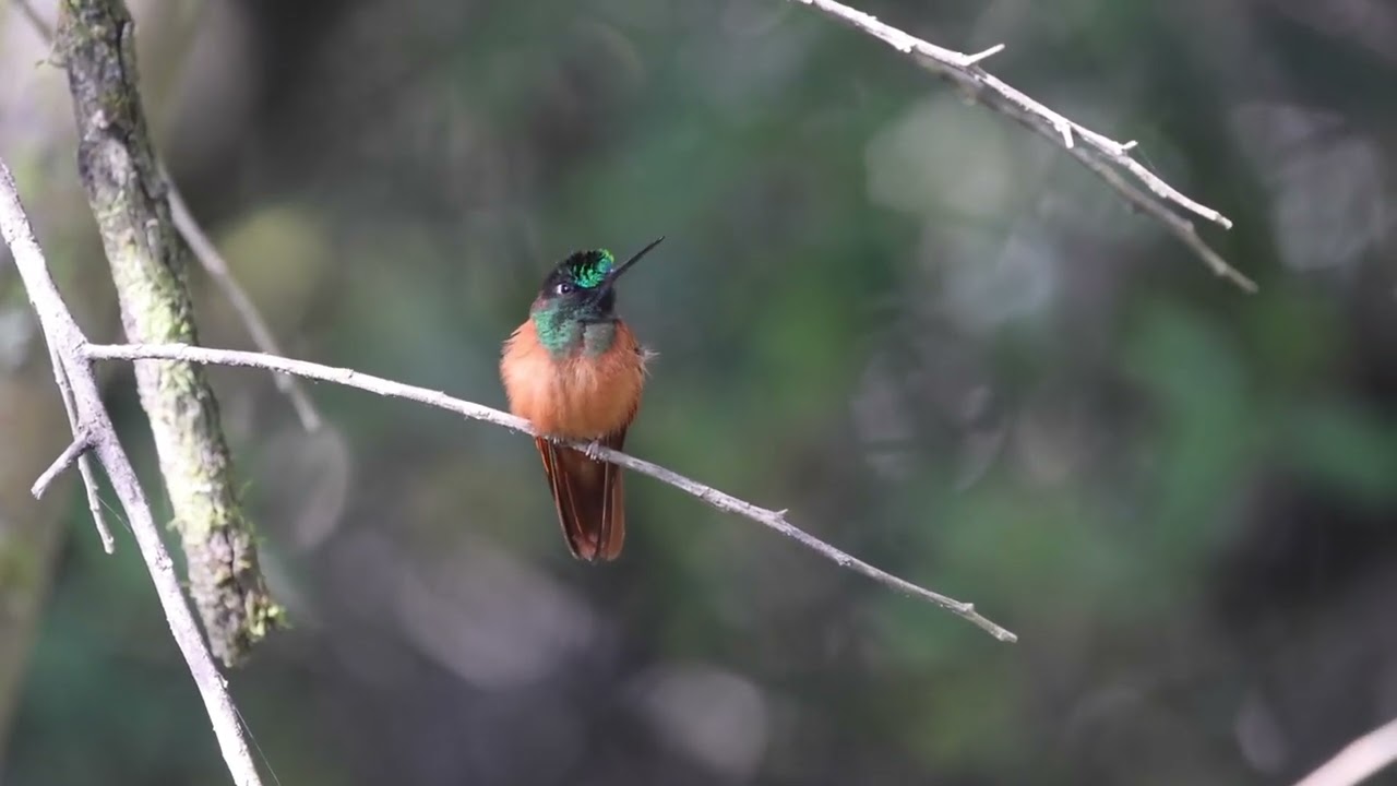 Rainbow Starfrontlet / Coeligena iris / Inca Arcoiris
