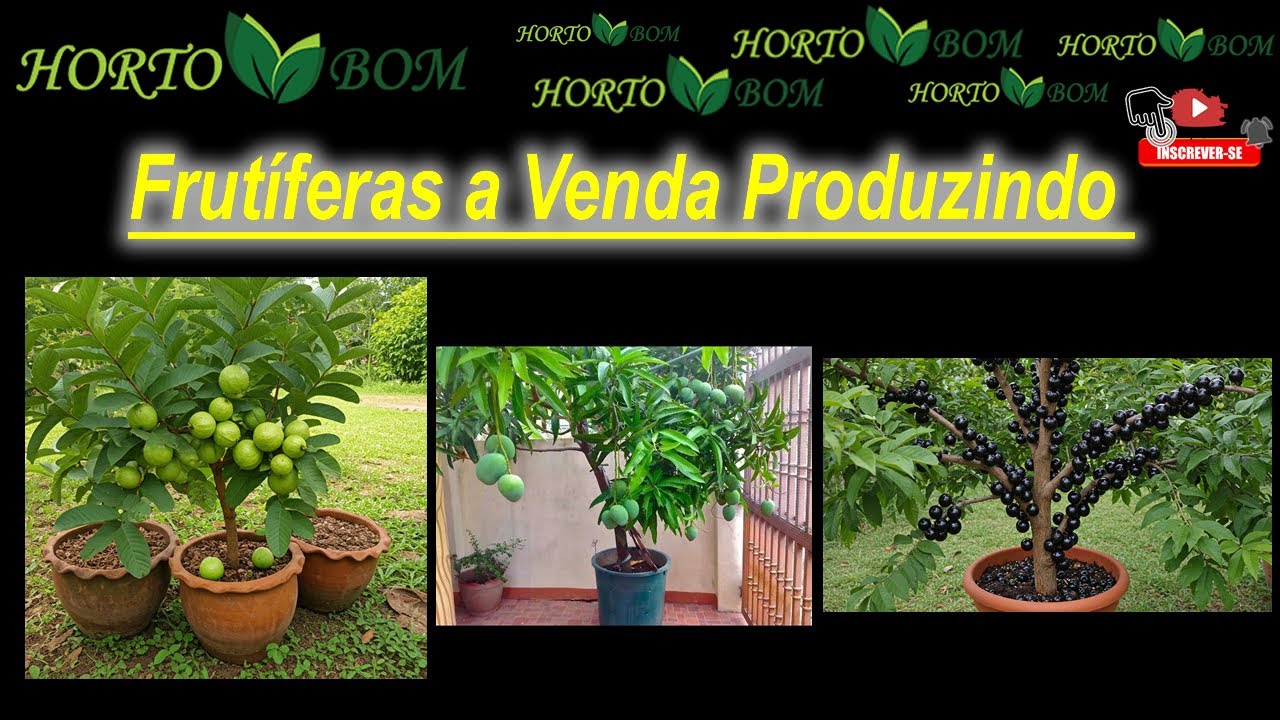 Frutíferas Produzindo a Venda - Uva - Jabuticaba - Cabeludinha - Manga