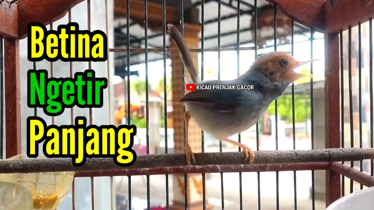 PRENJAK BETINA | MASTERAN PRENJAK BETINA Ngetir Penjang Memanggil jantan di jamin  nyahut |