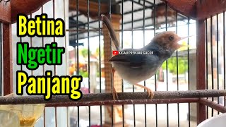 Download Lagu PRENJAK BETINA | MASTERAN PRENJAK BETINA Ngetir Penjang Memanggil jantan di jamin  nyahut | MP3