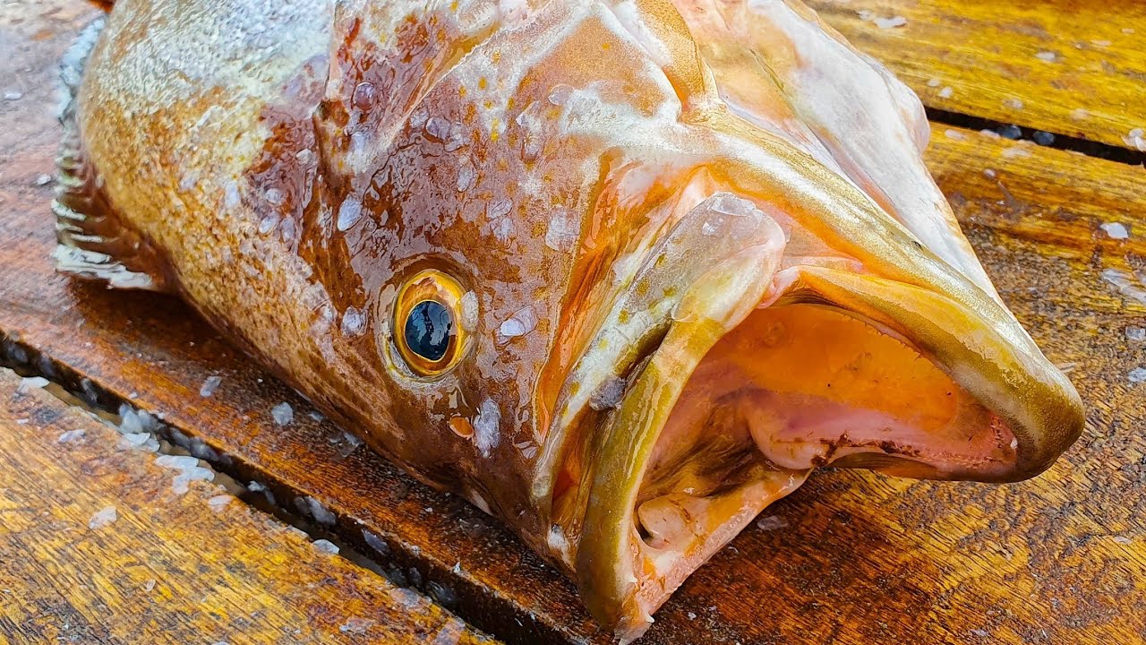 Wavy-lined Gouper Fish Cutting Skills | Fresh Sea Fish Cutting Skills