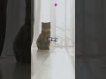 Can Cats See in Total Darkness? 🌑👀