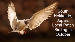 Download Lagu Unusual local patch birds in South Hokkaido MP3