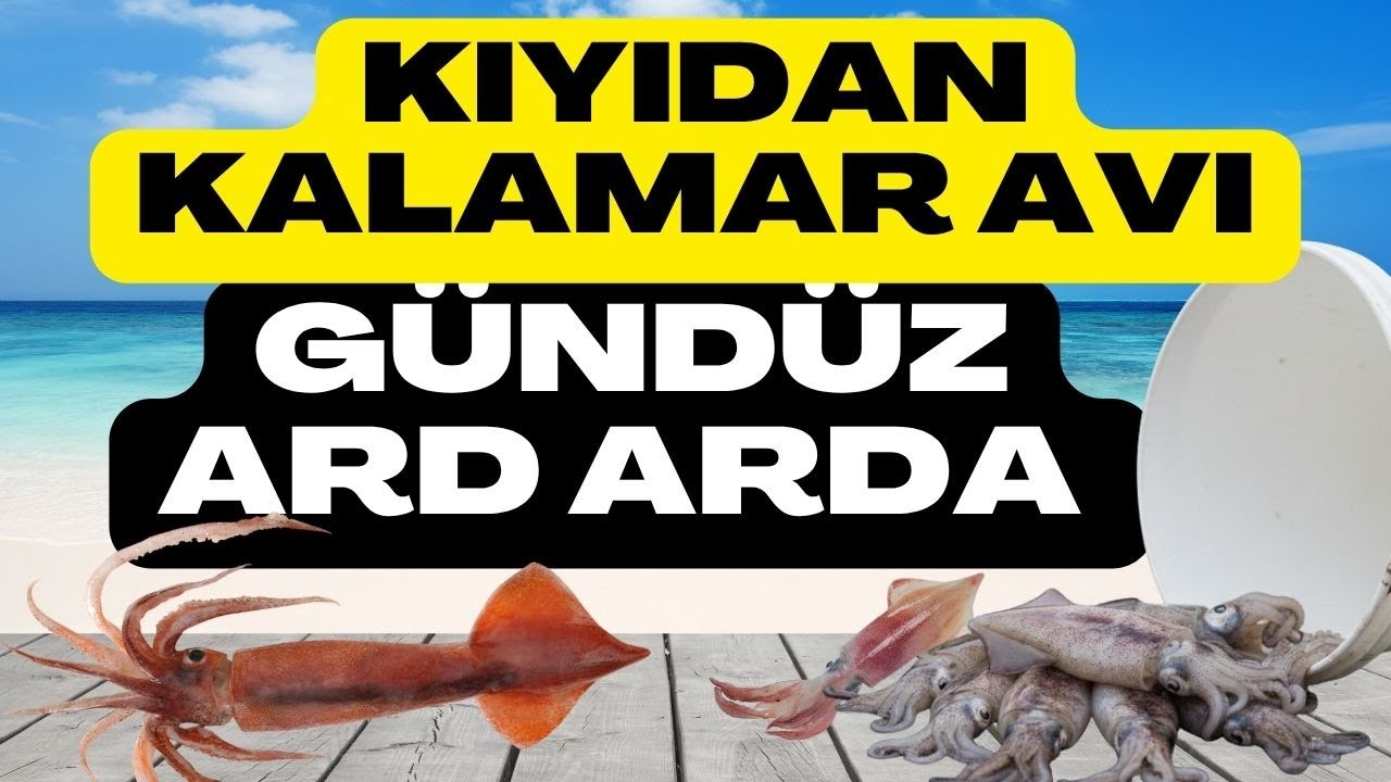 Кальмары атаковали днем.