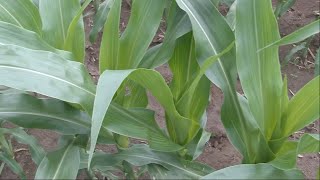 Corn School: Fine-tuning fungicide strategy