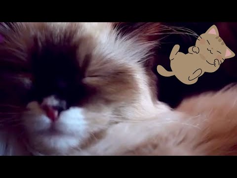 Why Do Cats Love Belly Rubs So Much?  🐱💗 ASMR