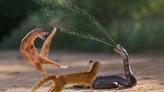 Omg...cobra Is Punished When Deliberately Spitting Venom On Mongoose - King Cobra Vs Mongoose