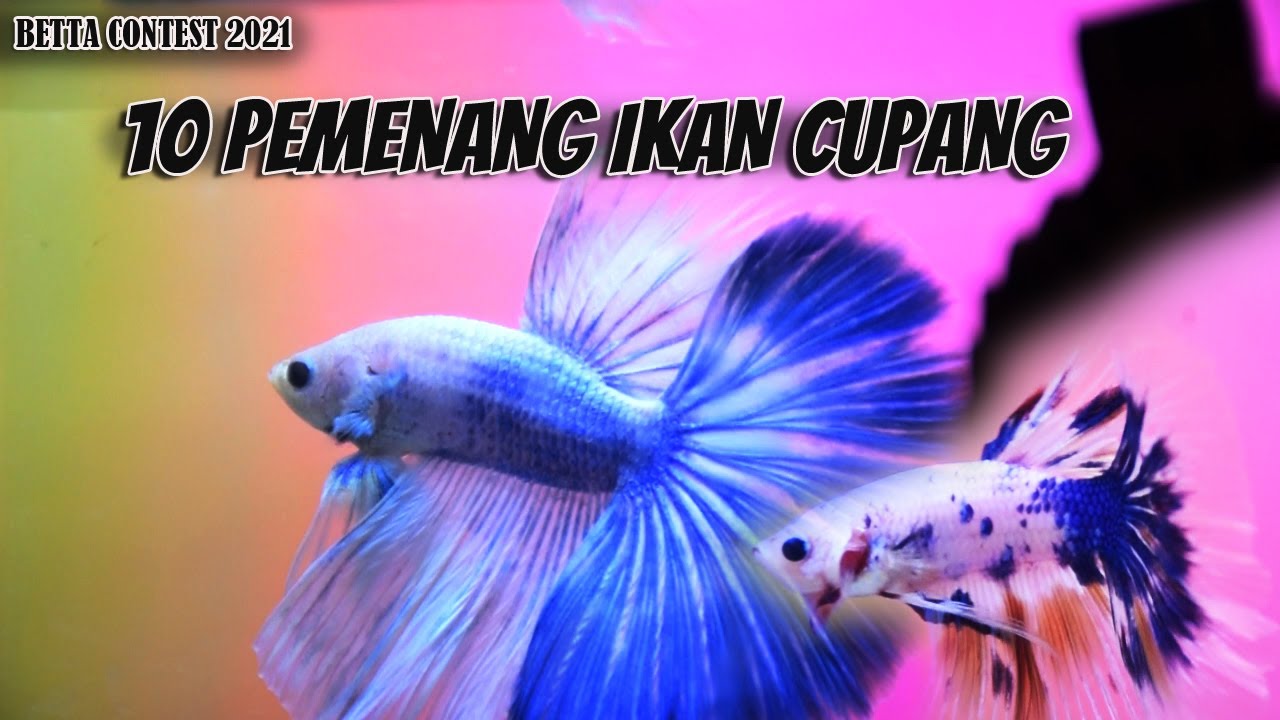 10 JUARA CUPANG HALFMOON NON SOLID TERCANTIK Di Tebas Mini Betta Contest 2021