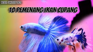 10 JUARA CUPANG HALFMOON NON SOLID TERCANTIK Di Tebas Mini Betta Contest 2021