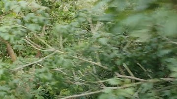 DJI spark Malaysia (My first Crash😂)