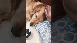 😴 Sleeping Tune 💫 | Peaceful Sleep Vibes 🌙✨ | Relax & Sleep Music 🎶#foryou #dogloverdogs