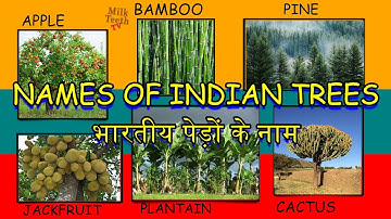 Names of Indian Trees in english and hindi with pictures | 30 trees names | भारतीय पेड़ों के नाम