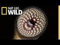 Paddlefish Parasites Wild Mississippi Paddlefish Parasites Wild Mississippi