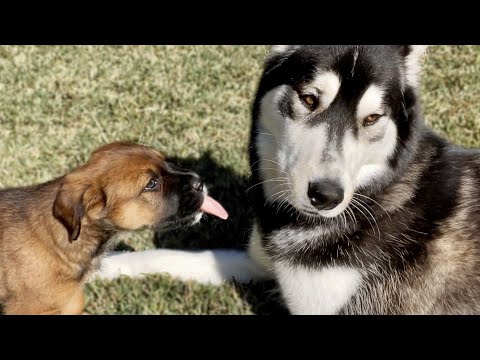 Moon Meets My Baby Rescue Puppies the First Time!