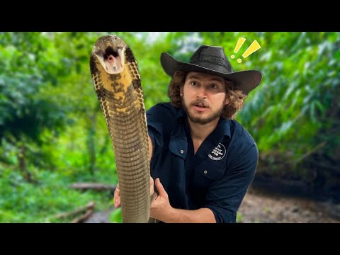 KING COBRA needs HELP!
