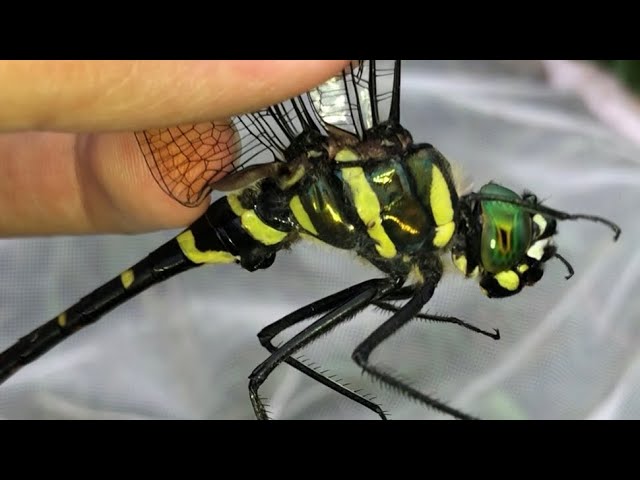 A serious insect hunter captures a giant dragonfly flying at high