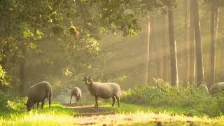 The Alps, AMAZING Beautiful Nature with Soothing Relaxing Music, 4k Ultra HD by Tim Janis