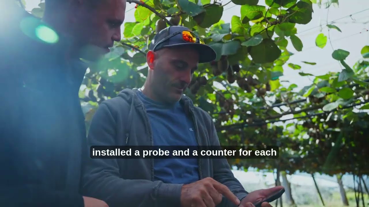 How Fabrizio De Luca Manages Irrigation for SunGold Yellow Kiwi