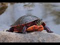 The Painted Turtle, Life In The Wild