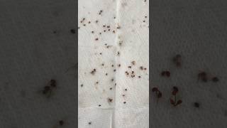 Cranberry Plant Update