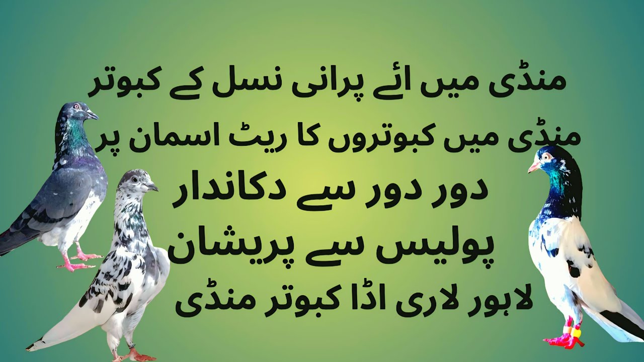 منڈی میں ائے پرانی نسل کے کبوتر 