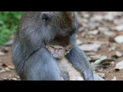 Monkey Mom Comes Across Stray Kitten And Decides To Adopt Him