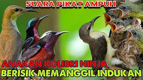 Konin betina dan anakan ribut memanggil jantan | suara pikat kolibri paling ampuh ⁉