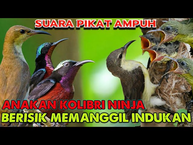 Konin betina dan anakan ribut memanggil jantan | suara pikat kolibri paling ampuh ⁉ class=