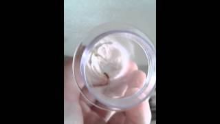 Red Imported Fire Ant Queen Update 1