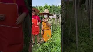 Day 27 In Thailand Chiang Mai- Went To Smile Organic Farm Cooking School