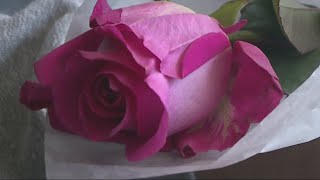 Homeless Shelters Celebrate Mother's Day with Roses