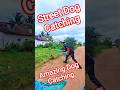 This Guy Amazing Dog Catch #dog #dogwithpublicsafety #ytviral #ytshorts #pets