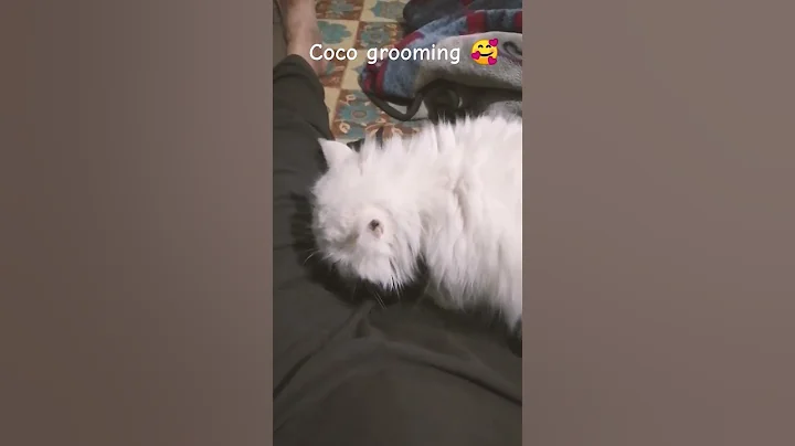 Watch the video about Coco grooming 🥰 #pets #anime #birds #cats #dogs #persiancat #love #music #cute #kitten #fyp #funny