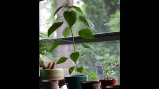 Plant following sun timelapse