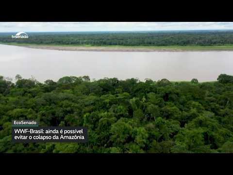 WWF-Brasil: a Amazônia pode atingir um ponto de não retorno, mas ainda é possível evitar o colapso
