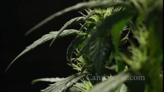Ca Jillybean Preflower 2