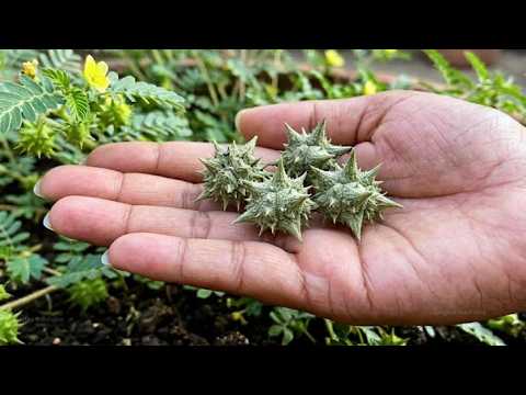 सिर्फ 7 दिनों में शरीर की हर नस को फौलाद बना देगा यह छोटा सा कांटा!