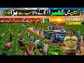 Pakistan’s Biggest Cucumber Farm 🥒🇵🇰 | Millions of Cucumbers Farming in Pakistan | Discover Pakistan