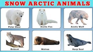 arctic animals for kids | animals pictures | with videos | arctic animals