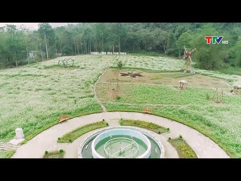 Video Thu lũng hoa Cẩm Thủy - youtube