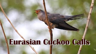 Eurasian Cuckoo Or Common Cuckoo - Uncommon Calls