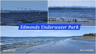 Edmonds Underwater Park Low-Tide Beach Walk (April 15, 2025) #edmonds #lowtide #canadagoose