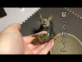 夏の客に大盛り上がりなウチのニャンコ（The Cicada and My Cat）