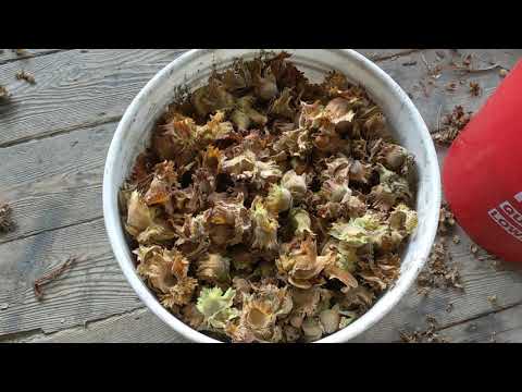 Husking Hazelnuts at Home
