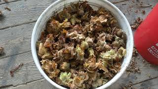 Husking Hazelnuts at Home