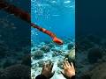 Red Sea Snake Came Too Close 😱 Underwater POV