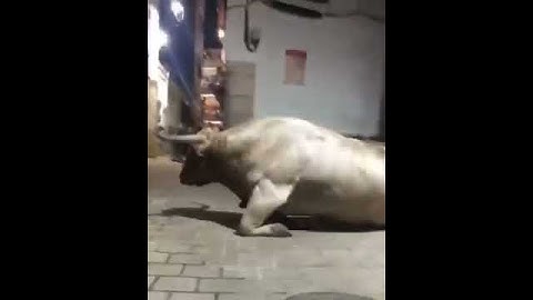 ثور ينطح جدار وثور يطلع شرار