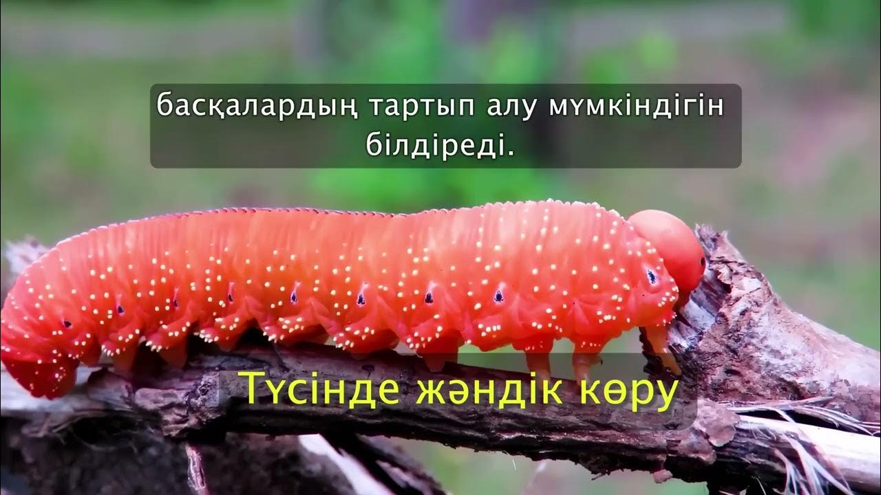 Ерлерге арналған душтың жасырын видеосы Жалаңаш Алия ОБрайен