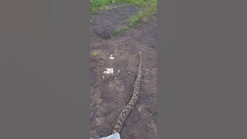 Indian Rock Python release in his habitat non venomous #snake #snake #save #nature