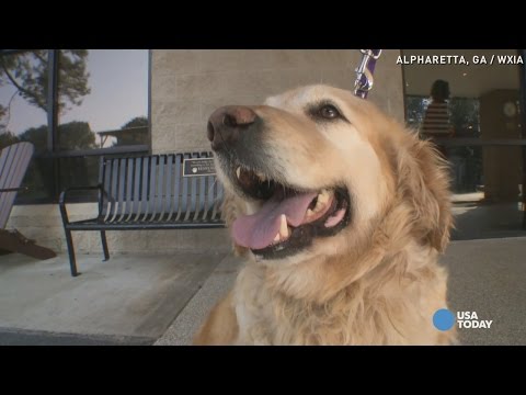 Video: „Pet Scoop“: 36 išgelbėti „Goldens“atvyksta į JAV, šuniukas nustebina naujienų inkarą „Live TV“